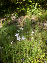 Load image into Gallery viewer, Mountain Medicine No. 2 - Woodland Star