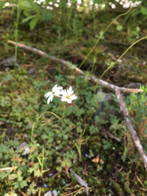 Load image into Gallery viewer, Mountain Medicine No. 2 - Woodland Star